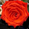 cheeky_rose